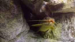 aquarium-von-thomas-riemenschneider-riemis-becken_lieblings Höhle in Beschlag genommen