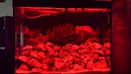 aquarium-von-thomas-riemenschneider-riemis-becken_LED gedimmt und nur rote LEDs in betrieb