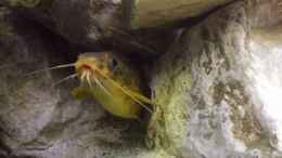 aquarium-von-thomas-riemenschneider-riemis-becken_ein schönes Tier