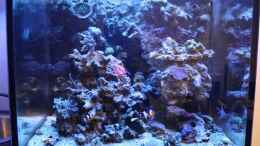 aquarium-von-stephan-ascher-becken-11016_13.08.2009 unter 2xT5 blau
