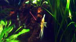 aquarium-von-sascha-l-becken-11017_Die große Wurzel mit einer Anubias bepflanzt...