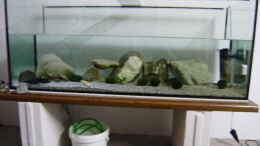 Aquarium einrichten mit Axolotl Becken