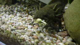 Foto mit Axolotl bei Fütterung