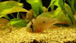 aquarium-von-uwe-krowiorsch-becken-1105_Microgeophagus altispinosa