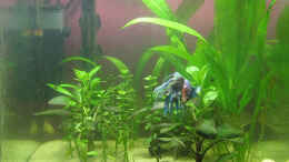 aquarium-von-huhu-becken-11050_25 Liter Nano Becken mit einem Kampffisch