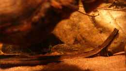 Aquarium einrichten mit Corydoras napoensis