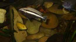 Foto mit Melanochromis Auratus mann