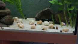aquarium-von-andreas-petkelis-becken-1106_Schnecken 3/2005