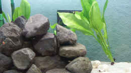aquarium-von-andreas-petkelis-becken-1106_2x E100; 1x E26 links 3/2005