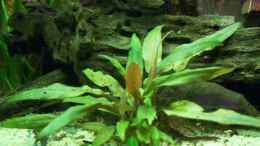 aquarium-von-tom-rudolph-112l-suedamerika_Cryptocoryne Wendtii Green Gecko