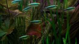 Aquarium einrichten mit [04.11.09] Hyphessobrycon herbertaxelrodi