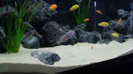aquarium-von-tobias-blaurock-becken-11079_Mittlerer Bereich mit allen Fischen Richtung rechter Bereich