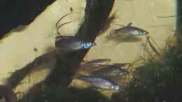 Aquarium einrichten mit Filigranregenbogenfische 