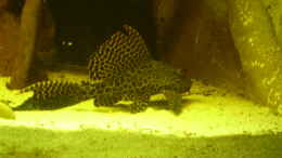 aquarium-von-pfauenauge36-becken-11122_Liposarcus pardalis - Großer Schilderwels, ein Einzelstück