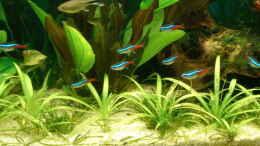 Aquarium einrichten mit Neonsalmler und 1 Kupfersalmler (Weibchen)