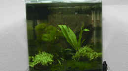 aquarium-von-applehorsti-becken-11141_Nanocube 20 Liter von Dennerle