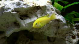 aquarium-von-michael-meier-becken-1115_Labidochromis Yellow 