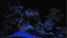 aquarium-von-richard-lischka-becken-1116_Mondlicht