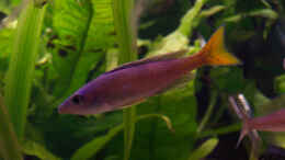 aquarium-von-rene-drechsler-becken-1118_einer von drei Cyprichromis leptosoma Männern