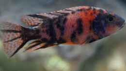 aquarium-von-schdaeff-aufgeloest-malawi---aulonocara_A. marmelade cat tricolor m - Dez. 2011