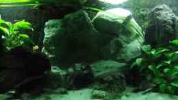aquarium-von-schdaeff-aufgeloest-malawi---aulonocara_Der neue Kunstfels als 3D-Rückwand- noch ohne Algen