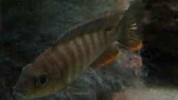 aquarium-von-schdaeff-aufgeloest-malawi---aulonocara_A. jakobfreibergi eureka Weibchen - erkennbar an den roten F