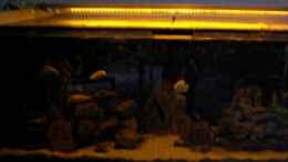 aquarium-von-schdaeff-aufgeloest-malawi---aulonocara_Die Sonne geht unter...