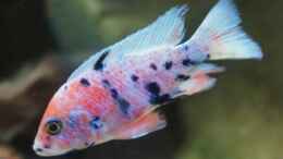 aquarium-von-schdaeff-aufgeloest-malawi---aulonocara_A. marmelade cat tricolor (dieser Bock stammt aus Thailand!)