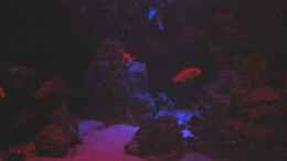 aquarium-von-schdaeff-aufgeloest-malawi---aulonocara_...bis nur noch das Mondlicht scheint