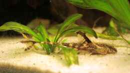 Aquarium einrichten mit Rineloricaria lanceolata (Lanzenharnischwels)