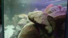 aquarium-von-tobias-seiffert-200l-tanganjika--becken-existiert-nicht-mehr_19.11.2008