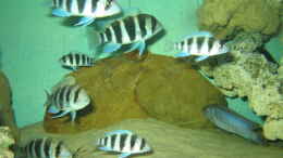 aquarium-von-marvin-michel-becken-1130_TRUPP VON BURUNDI FRONTOSA JUNGTIEREN