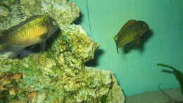 aquarium-von-marvin-michel-becken-1130_LINKS MUPULUNGU RECHTS KACHESE RED