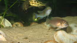 aquarium-von-marvin-michel-becken-1130_NEOLAMPROLGUS BREWIS JUNGTIER