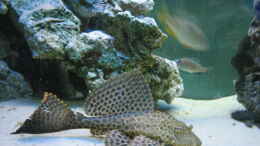 aquarium-von-marvin-michel-becken-1130_WELS KOMPLETT CA 15 CM LANG