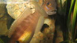 aquarium-von-marvin-michel-becken-1130_NEOLAMPROLOGUS BREWIS ELTERNTIERE