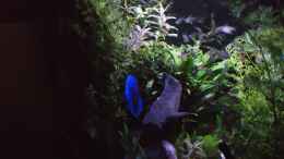 aquarium-von-lod-becken-11336_schlafender Kobalt Blau unter Moonlight
