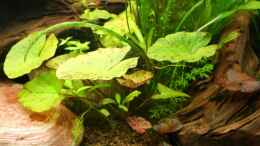 Aquarium einrichten mit roter & grüner Tigerlotus