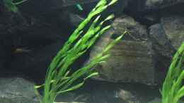 Aquarium einrichten mit Vallisneria spiralis  