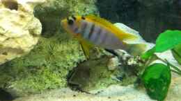 aquarium-von-hoeffi-becken-11342_Labidochromis hongi red top Bock