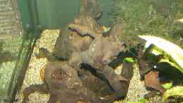 aquarium-von-stefan-horvath-becken-1135_Linke Seite der Wurzeln