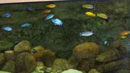 aquarium-von-rene-sarink-becken-11355_Fische sind schon gut gewachsen 13.1.09