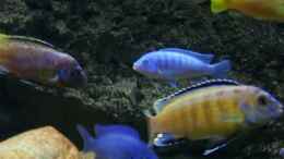 Foto mit Melanochromis interruptus männchen beim umfärben.