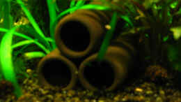 aquarium-von-niko-toumanidis-becken-11415_Nano Decor Crusta Tubes