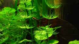 Aquarium einrichten mit Ceratophyllum demersum (Hornkraut) & Hydrocotyle