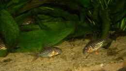 Aquarium einrichten mit Corydoras Sterbai