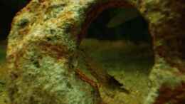 aquarium-von-meike-j--becken-11438_der Regenbogenstein mit Loch