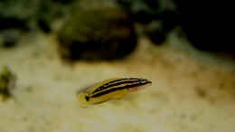 Foto mit Ein Julidochromis ornatus (sehr nah an der Scheibe)