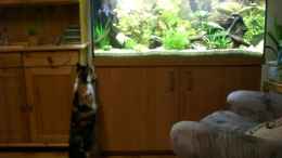 aquarium-von-stephan-fehringer-becken-11460stillgelegt_die Katze hat auch ihre Freude!!