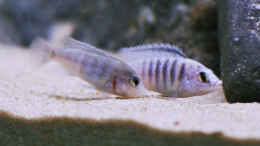 Aquarium einrichten mit Labidochromis Chisumulae